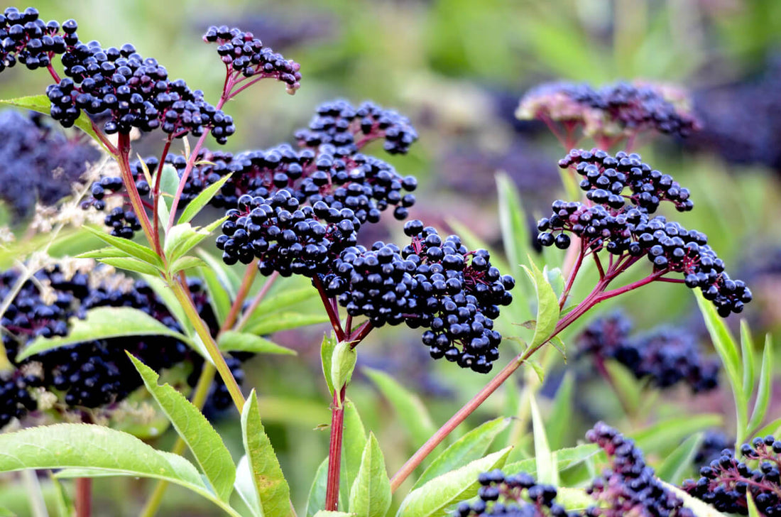 Unlocking the Power of Elderberry: A Boost for Your Immune System